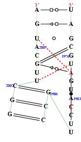 secondary structure of junction 2330