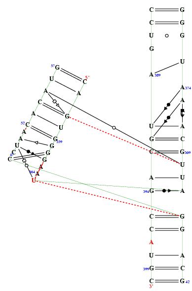 secondary structure of junction 7940