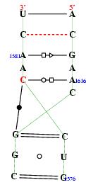 secondary structure of junction 7977