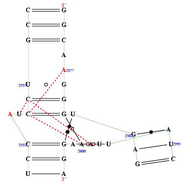 secondary structure of junction 8803